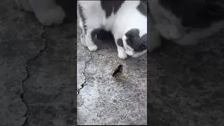Meow and chick