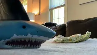 How to take care of your shark