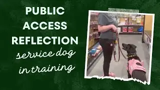 Public Access Reflection Exam Test for Service Dog in Training, Sunshine