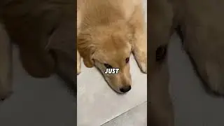 #lovely #animals #love #funnyshorts #funny #shortvideo #shorts #foryou #fyp