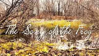 The Song of the Frog