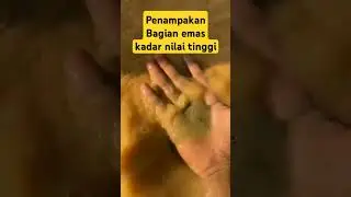 Begini penampakan bagian emas yang nilainya sangat tinggi #alamindonesia #penambangemas #gold