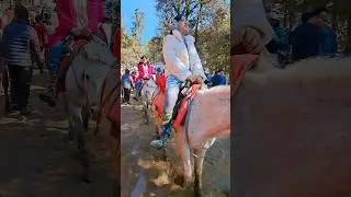 Shimla kufri horse riding 🐎||#sujaytravelingvlogs #travelvlog #odiavlog #shimla #youtubeshorts