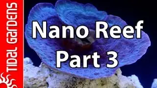 Nano Reef Aquarium Part III: Livestock Choices - SPS? LPS? Anemones?