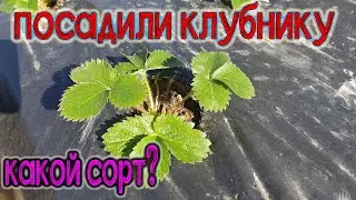 Посадили клубнику. Что за сорт? Какие затраты?