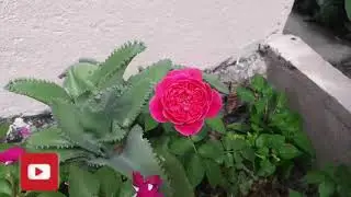 Mostrando meu jardim e minhas plantas