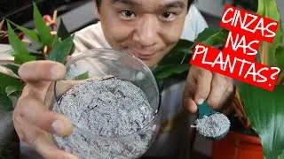 How can ash help your plants?
