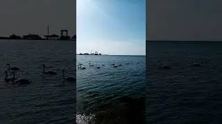 Стаи птиц. Лебеди на море