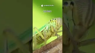 BAGAIMANA SERANGGA INI BISA MENGINSPIRASI ILMUWAN MEMBUAT PERALATAN TEMBUS PANDANG?