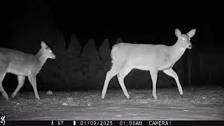 deer family in backyard