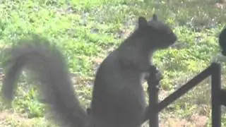 Happy Squirrel