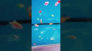 Головастик лягушки с рыбами
