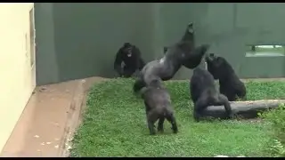 Гориллы короли джунглей на что способны в драке!