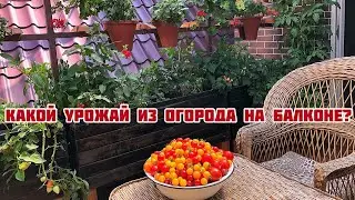 Какой урожай можно собрать из огорода на балконе?