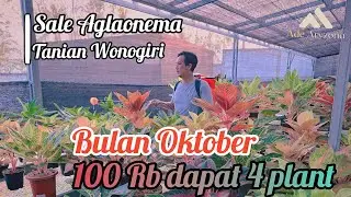 Aglaonema Romosan Koleksian harga terjangkau 100rb 4 plant