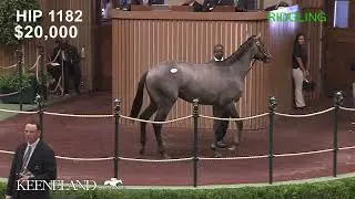 2023 Belmont (G1) Winner Arcangelo sells as Hip 1182 at 2021 Keeneland September