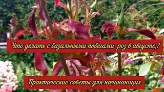 Что делать с БАЗАЛЬНЫМИ побегами роз в августе? Практические советы для начинающих.