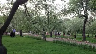 Коломенское. Яблони.