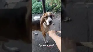 Лорд, Гулять идем? Куда идем?#beagle#Lord#бигль#Лорд