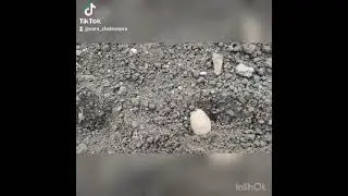 Сажаю картофель новым способом.
