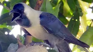 Crow sounds effects 2021, crow bird crowing sounds - noises - voice