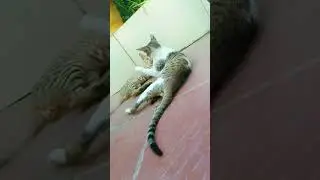 Funny cat 🤣 #shorts #cat #funny