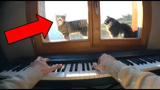 Two Steps From Hell - Heart of Courage | Piano Cover | POV | Cats