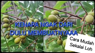 The Fastest and Newest Way to Plant Short Longans and Bear Fruit Immediately