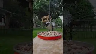 First sighting! Black-capped chickadee visits the Fat Bird Cafe! #birdfeeder #birdlovers