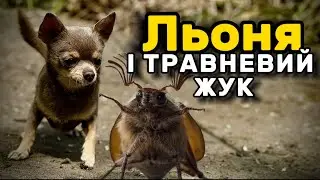 Льоня і ТРАВНЕВИЙ ЖУК