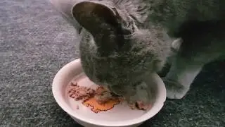 Cats having their meals