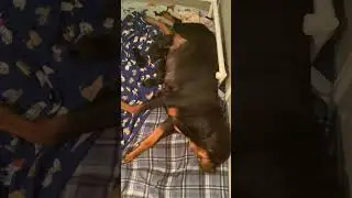 Rottweiler Nursing Puppies