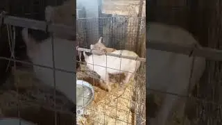 А вы любите в мае шашлык?