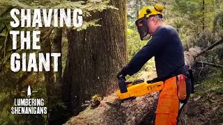 Limbing the Giant Windblown Hemlock