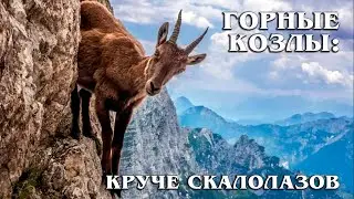 Mountain goats: How ruminant climbers stay on steep slopes | Interesting facts about goats