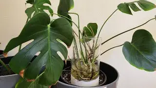 Monstera Deliciosa Propagation with all updates