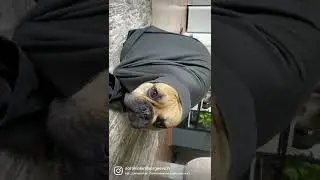 #frenchie #dog #собаки