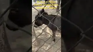 Dunkey at Parque Central