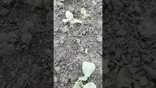 Все было, все было! А капусте хоть бы что! 🥬🥬🥬🥬🥬