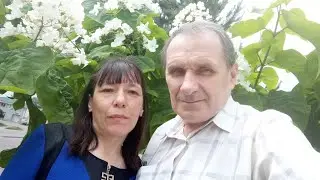 Зацвели  красивые деревья название которым  не знаю. Школа. Прогулка