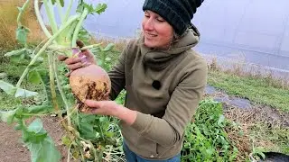 Our FINAL Harvest Before Winter | 600 Garlic Planted & Farm to Table Recipe