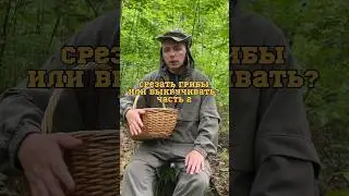 Результаты исследований на тему «срезать или выкручивать грибы?»