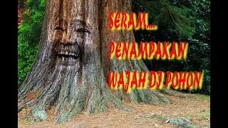 Tutorial Photoshop Penampakan Wajah Di Pohon | Cara Edit Photo Manipulasi Wajah di Pohon
