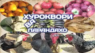 Мега бозор Шанбе бозор Регар Нархои Хураквори ва ПАРАНДАХО 24 октябр