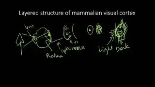 EE769-7-1-3 Neural Networks - Mammalian visual cortex