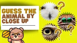 Guess the Animal Quiz  | Name the Animals by Close Up Guessing Game