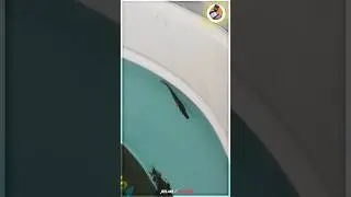 Alligator Gar 🦈Tank Setup in Blue tub🛢️🌀🪣