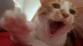 Orange kitty morning ritual