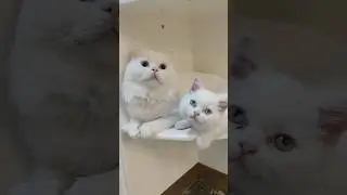 Bu kediler nereye bakıyor 😅 #prensesgiller #cat #komikvideolar #funny
