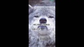 цитаты от волка